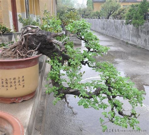 榔榆 盆景 植物 澆水 榆樹|榔榆盆景的养殖方法，适合放在家里吗